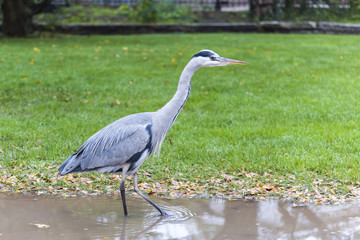 Grey Heron in Vondelpark, Amsterdam..