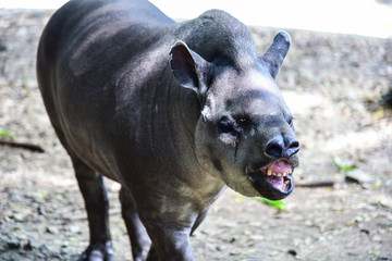 Tapir