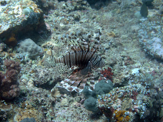 Lionfish at the Komodo Islands
