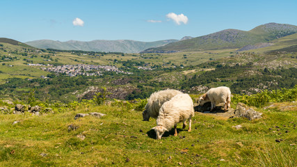 Fototapeta premium Snowdonia landscape near Rhiwlas, Wales, UK - with two sheep and a lamb grazing