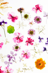 colorful dry flowers