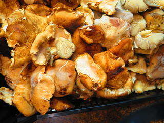 Freshly picked mushrooms