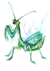 insect mantis