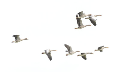 Wild Goose, Greylag Goose. The geese are migrating. Flying geese.. © resul