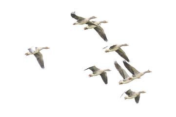 Wild Goose, Greylag Goose. The geese are migrating. Flying geese..