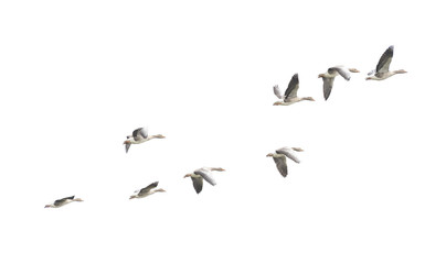 Wild Goose, Greylag Goose. The geese are migrating. Flying geese..