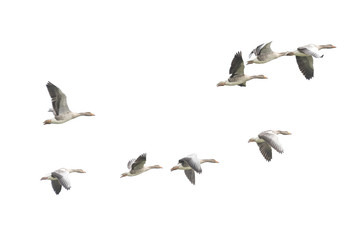 Wild Goose, Greylag Goose. The geese are migrating. Flying geese..