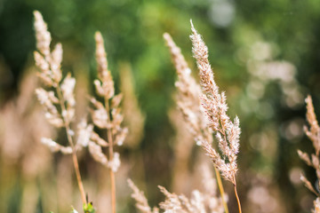 Yellow ears and grass on a field in an autumn