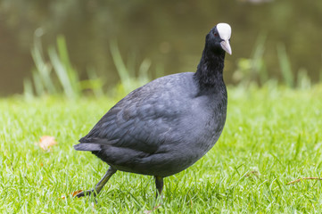 Eurasian Coot / Fulica atra in Vondelpark, Amsterdam..