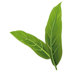Leaves plant symbol icon vector illustration graphic design