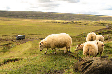 Obraz premium Islands Schoenheiten der Landschaft Natur, Umwelt, Tiere