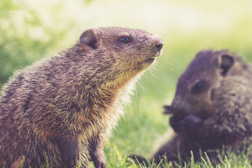 Mama Groundhog (Marmota Monax) keeps a watchful eye on little one during a spring morning in green grass