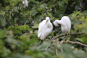 Snowy Egret (Egretta thula) in San Francisco Bay. California. USA