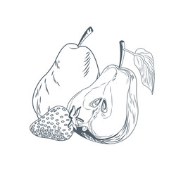 Pears and strawberry hand draw icon vector illustration graphic design