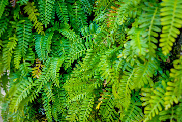 Ferns with Morning Dew