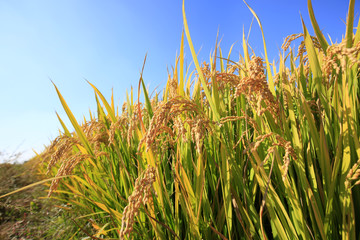 Naklejka premium Rice paddies