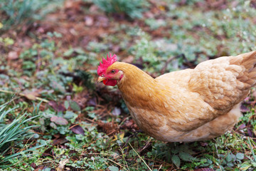 hen on ground