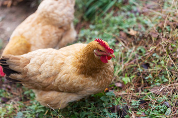 hen on ground