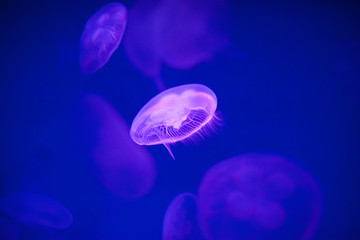 Obraz premium Jellyfishes is floating in a tank with blue background