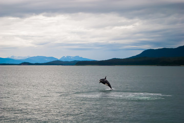 Orca Whale Jumping in Water