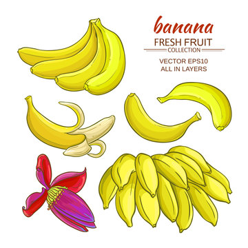 banana fruits vector set