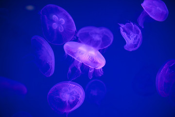 Jellyfishes is swimming in a water