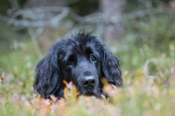 Flat coat retriwer hide in bluberys