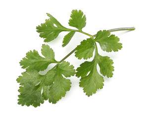 coriander leaves isolated on white background