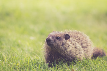 Young Groundhog (Marmota Monax) walking in green grass on a spring morning