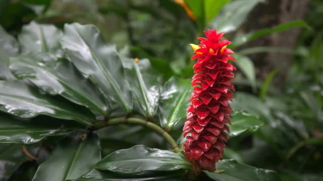 close up of a red tower ginger tropical flower on maui in hawaii