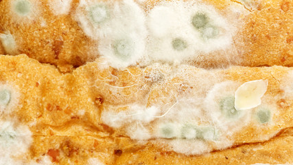 Close up of bread has a fungus.