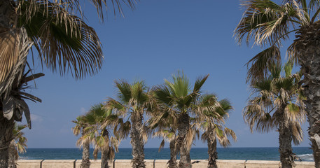 Fototapeta na wymiar Under the palm trees