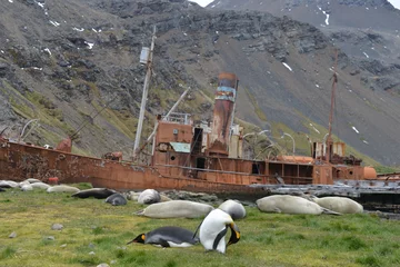 Fototapeten Penguin, ship,  South Georgia © vormenmedia