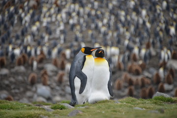 Penguin colony in South Georgia