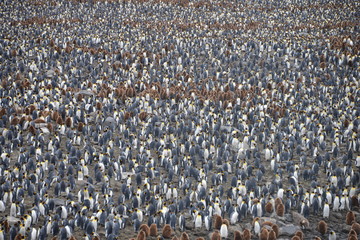 Colony of King Penguins on South Georgia (Antarctica)