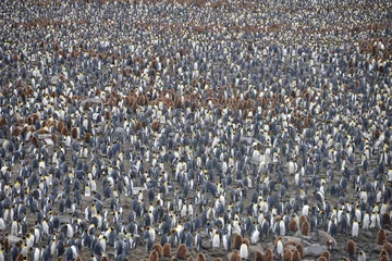 Wandcirkels aluminium Kolonie van koningspinguïns op Zuid-Georgië (Antarctica) © vormenmedia