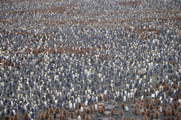 King Penguin on South Georgia, large colony