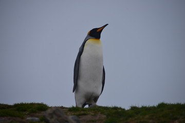 Fototapeta na wymiar King Penguin blue sky