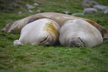 Sleeping lazy seals