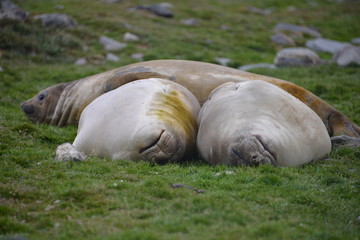 Sleeping elephant seals