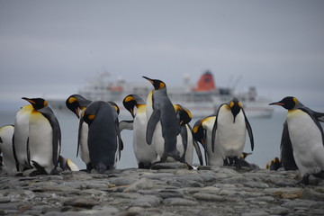 King Penguin big colony