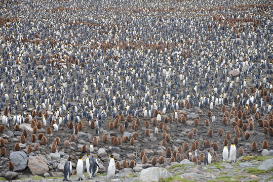 Large number of King Penguins