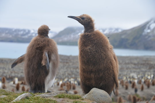 Two baby penguins in South Georgia
