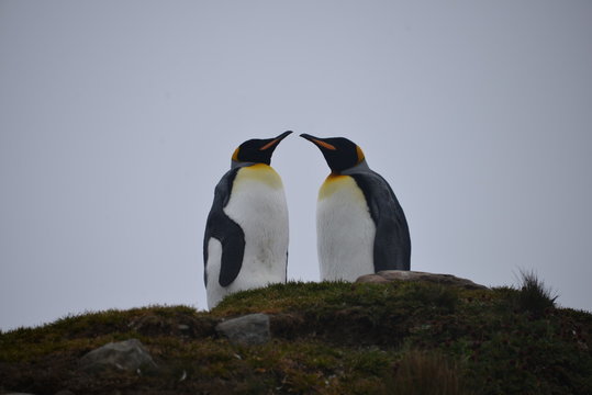King Penguins on grass field