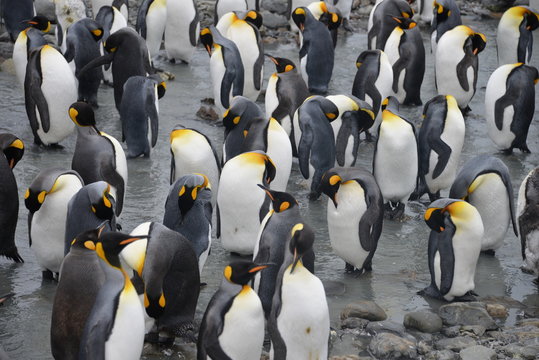 King Penguin large colonies