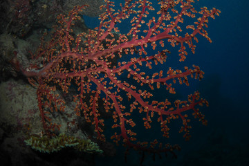 Fototapeta na wymiar Hard red coral