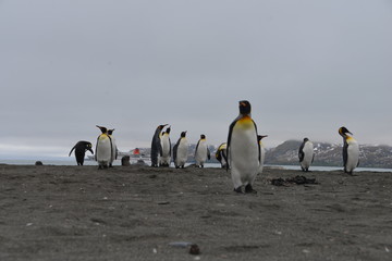 King Penguins on beach