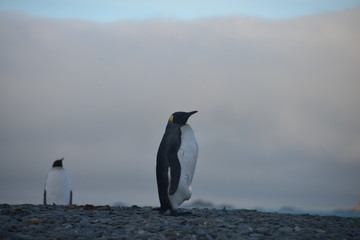 Fototapeta premium King Penguin view