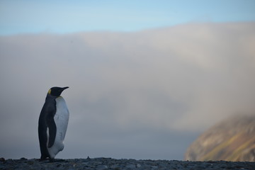 Fototapeta premium King Penguin in South Georgia Island