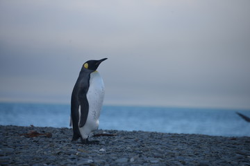 Fototapeta na wymiar 1 Lonely King Penguin in South Georgia